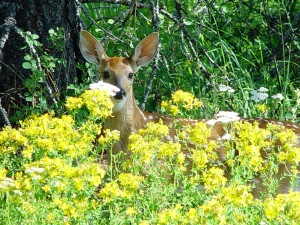 Fawn in the flowers